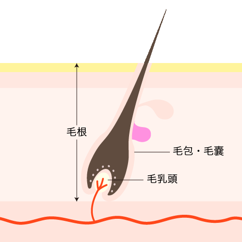 毛根の図