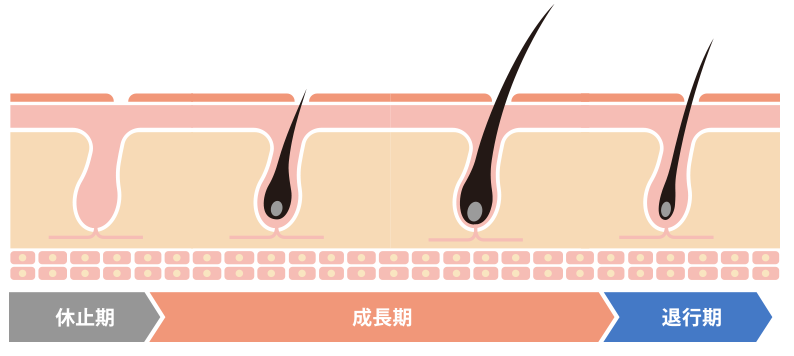 HARG＋(ハーグプラス)療法をするなら熊本の美容外科ハニークリニックへ