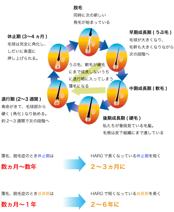 HARG(ハーグ)療法で成長期を長くし、休止期を短くします