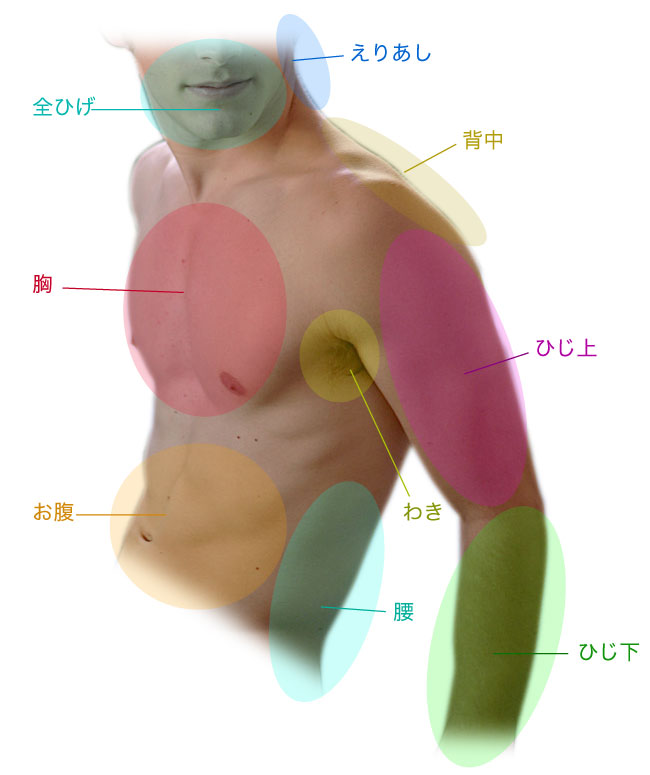 ひげ詳細部位図