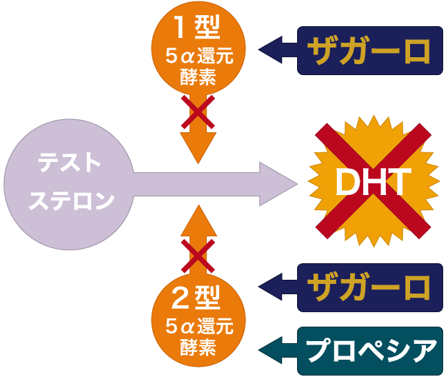 デュタステリドの処方なら熊本の美容外科ハニークリニックへ